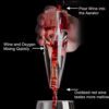 Premium Transparent Wine Aerator details2